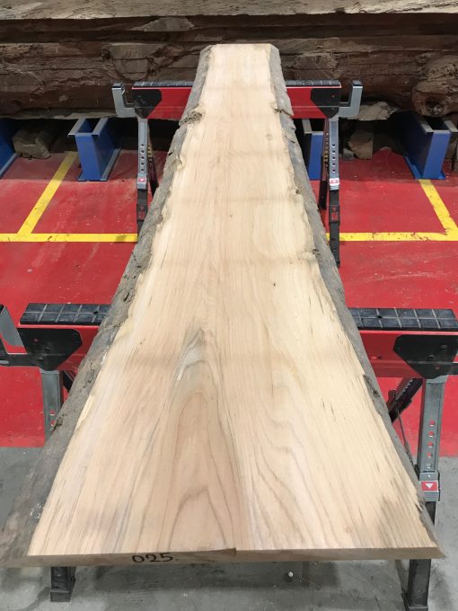 Sappy Elm #025