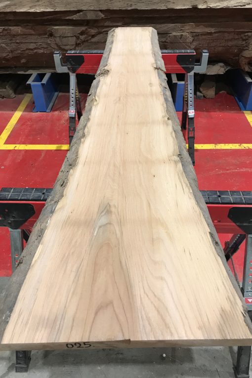 Sappy Elm #025