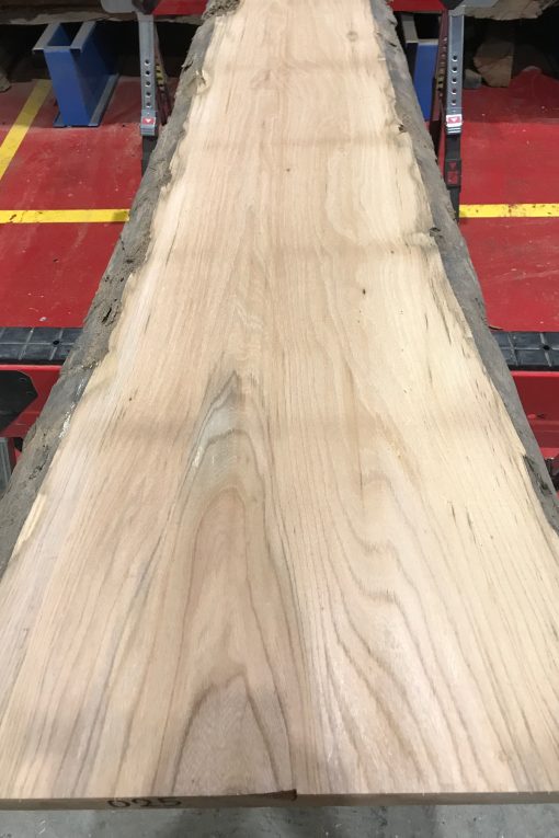 Sappy Elm #025