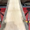 Sappy Elm #025