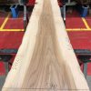 Sappy Elm #025