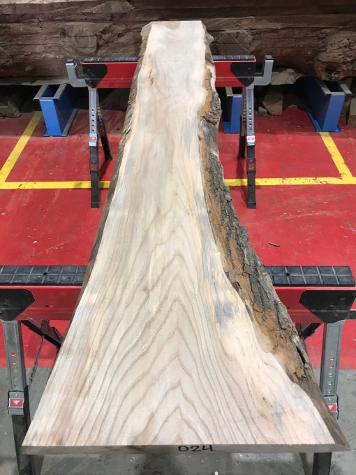 Sappy Elm #024