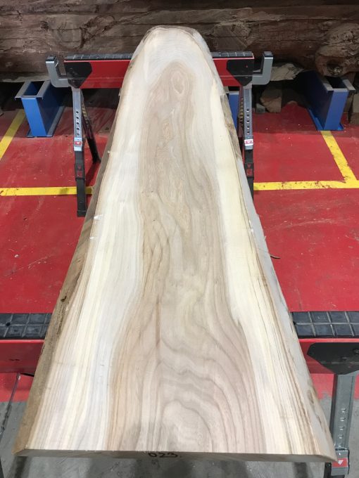 Sappy Elm #023