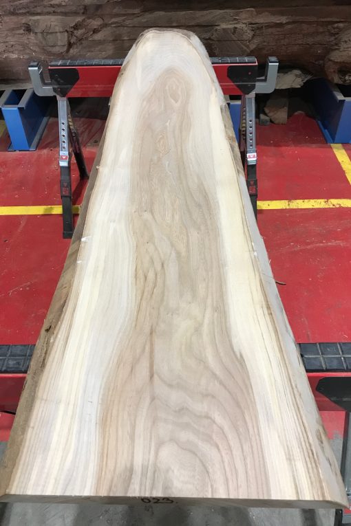 Sappy Elm #023