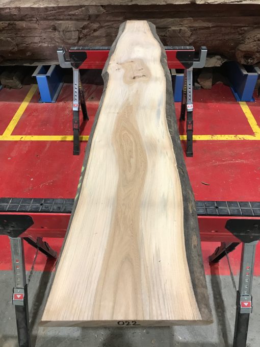Sappy Elm #022