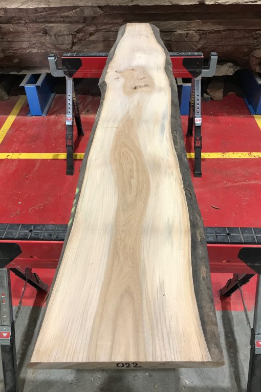 Sappy Elm #022