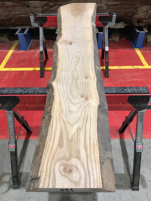 Sappy Elm #021