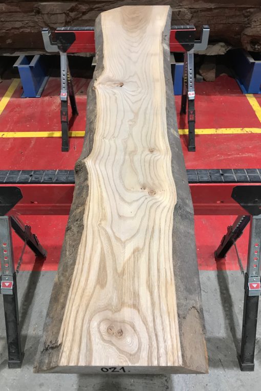 Sappy Elm #021