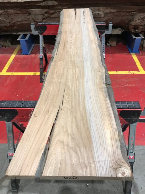 Sappy Elm #020