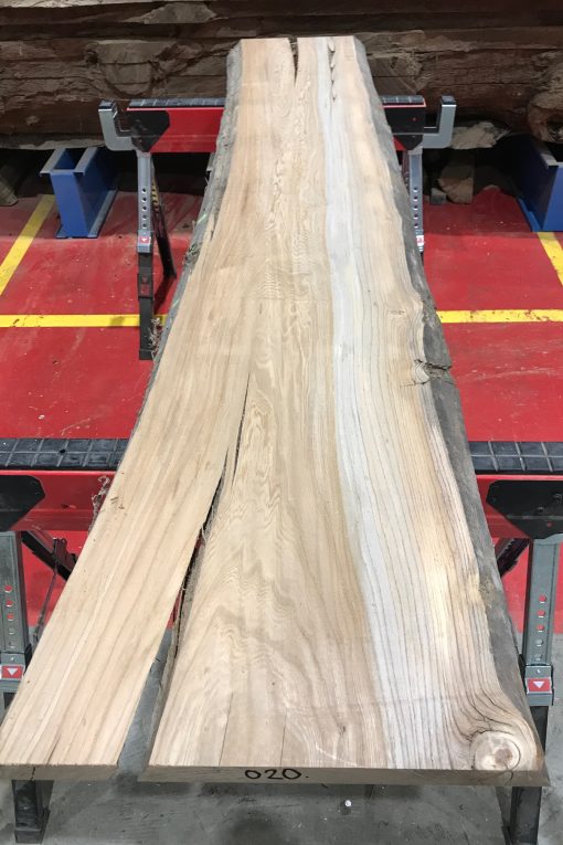 Sappy Elm #020