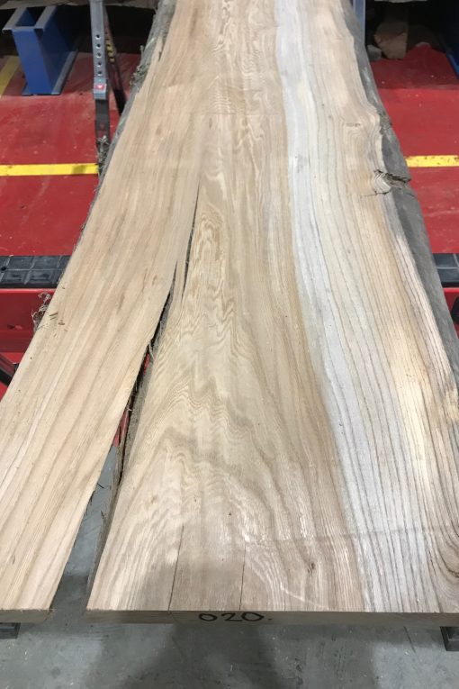 Sappy Elm #020
