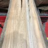 Sappy Elm #020