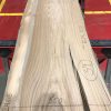 Sappy Elm #020
