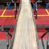 Sappy Elm #019