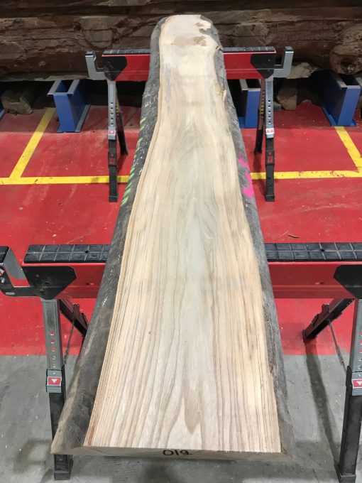 Sappy Elm #019