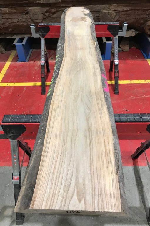 Sappy Elm #019