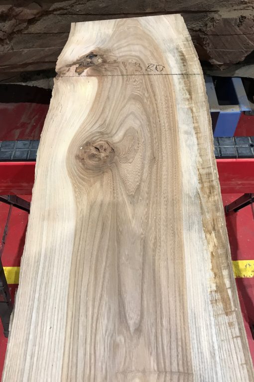 Sappy Elm #019