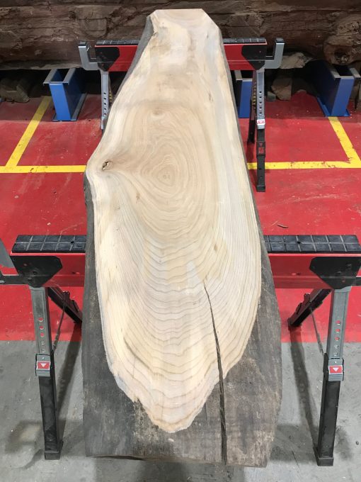 Sappy Elm #018