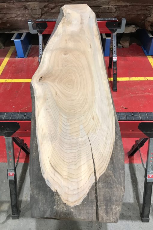 Sappy Elm #018
