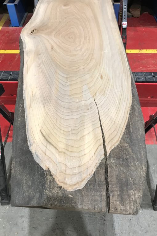 Sappy Elm #018