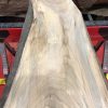 Sappy Elm #018