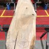 Sappy Elm #018