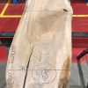 Sappy Elm #018