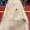 Sappy Elm #018