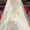 Sappy Elm #018