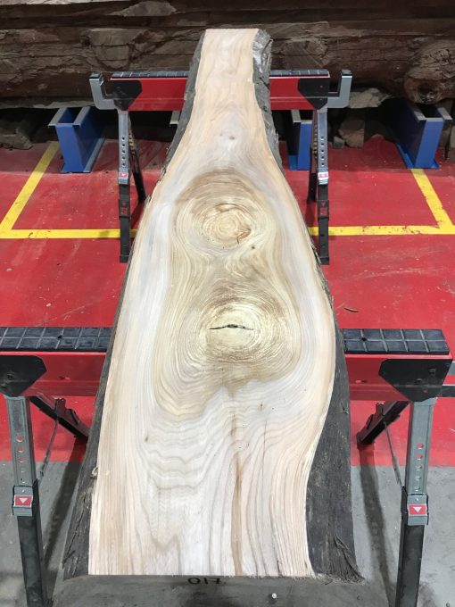 Sappy Elm #017