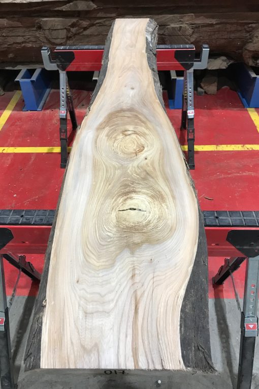 Sappy Elm #017