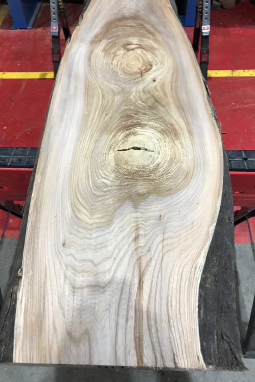Sappy Elm #017