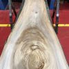 Sappy Elm #017