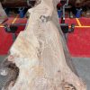 Elm #237