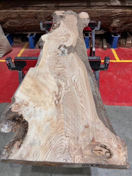 Elm #237