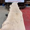 Oak #219