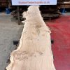 Oak #221