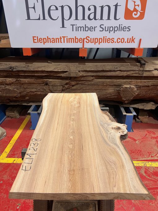 Elm #238