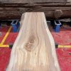 Elm #239