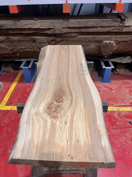 Elm #239