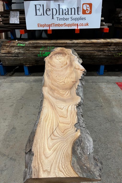 Elm #231