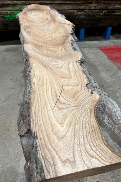 Alternative view of Elm #231