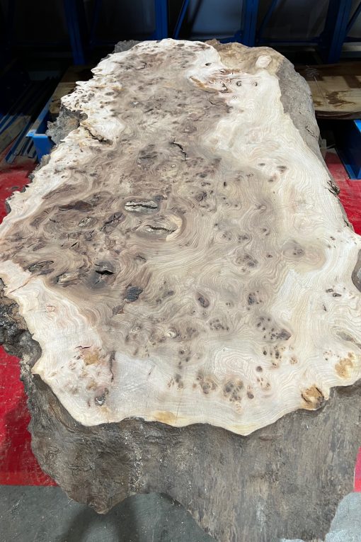 Elm #232
