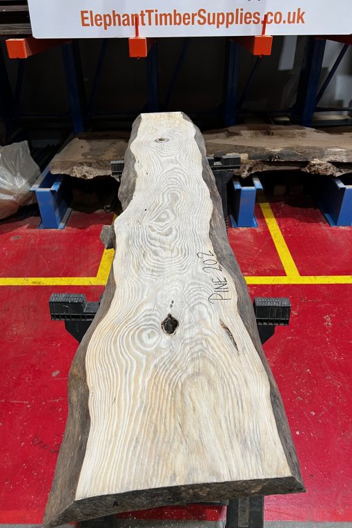 Pine #202
