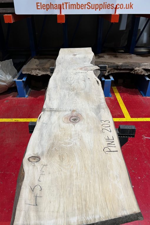 Pine #203