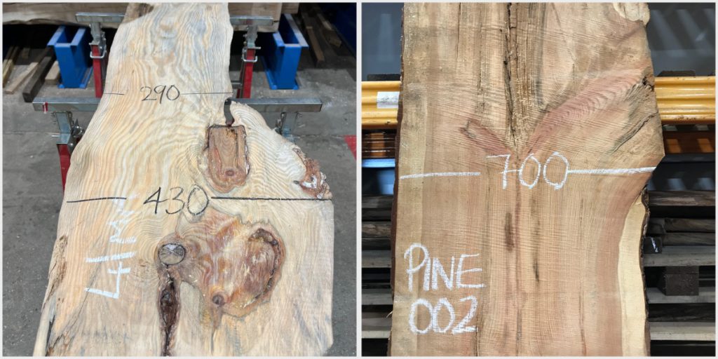 Pine Spotlight