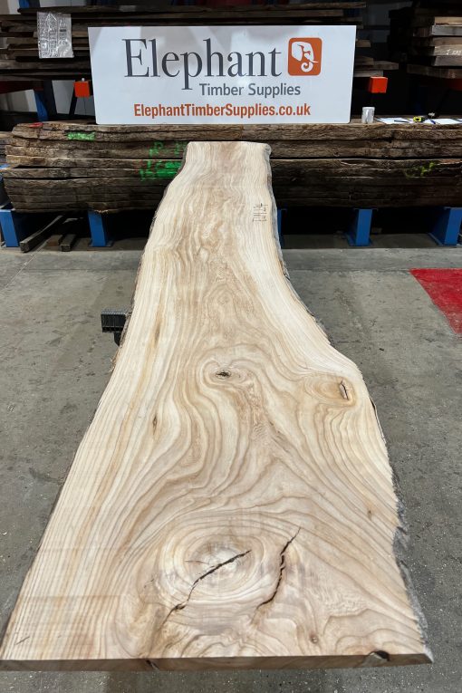 Elm #234