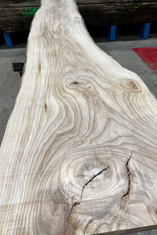 Alternative view of Elm #234