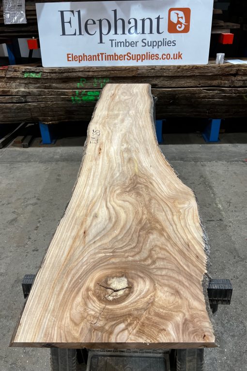Elm #235
