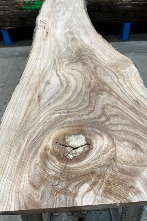 Alternative view of Elm #235